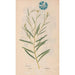 Ectypa vegetabilium Pl055 - Christian Gottlieb Ludwig — artwork view