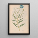 Ectypa vegetabilium Pl055 - Christian Gottlieb Ludwig — framed artwork on a wall