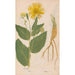 Ectypa vegetabilium Pl059 - Christian Gottlieb Ludwig — artwork view