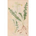 Ectypa vegetabilium Pl060 - Christian Gottlieb Ludwig — artwork view