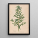 Reproduction of the painting Ectypa vegetabilium Pl061 - Christian Gottlieb Ludwig