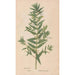 Reproduction of the painting Ectypa vegetabilium Pl061 - Christian Gottlieb Ludwig
