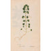 Ectypa vegetabilium Pl062 - Christian Gottlieb Ludwig — artwork view
