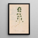 Ectypa vegetabilium Pl062 - Christian Gottlieb Ludwig — framed artwork on a wall