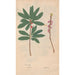 Reproduction of the painting Ectypa vegetabilium Pl063 - Christian Gottlieb Ludwig