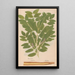 Reproduction of the painting Ectypa vegetabilium Pl064 - Christian Gottlieb Ludwig