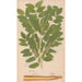 Reproduction of the painting Ectypa vegetabilium Pl064 - Christian Gottlieb Ludwig