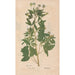 Ectypa vegetabilium Pl065 - Christian Gottlieb Ludwig — artwork view