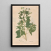 Ectypa vegetabilium Pl065 - Christian Gottlieb Ludwig — framed artwork on a wall