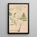 Reproduction of the painting Ectypa vegetabilium Pl066 - Christian Gottlieb Ludwig