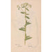 Ectypa vegetabilium Pl067 - Christian Gottlieb Ludwig — artwork view
