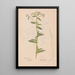 Ectypa vegetabilium Pl067 - Christian Gottlieb Ludwig — framed artwork on a wall