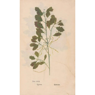 Christian Gottlieb Ludwig - Ectypa vegetabilium Pl069.webp