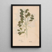 Ectypa vegetabilium Pl069 - Christian Gottlieb Ludwig — framed artwork on a wall