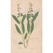 Ectypa vegetabilium Pl071 - Christian Gottlieb Ludwig — artwork view