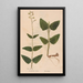 Reproduction of the painting Ectypa vegetabilium Pl072 - Christian Gottlieb Ludwig