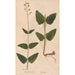 Reproduction of the painting Ectypa vegetabilium Pl072 - Christian Gottlieb Ludwig
