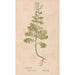 Ectypa vegetabilium Pl073 - Christian Gottlieb Ludwig — artwork view