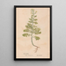 Ectypa vegetabilium Pl073 - Christian Gottlieb Ludwig — framed artwork on a wall