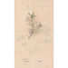 Ectypa vegetabilium Pl074 - Christian Gottlieb Ludwig — artwork view