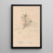Ectypa vegetabilium Pl074 - Christian Gottlieb Ludwig — framed artwork on a wall