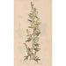 Ectypa vegetabilium Pl076 - Christian Gottlieb Ludwig — artwork view
