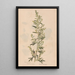 Ectypa vegetabilium Pl076 - Christian Gottlieb Ludwig — framed artwork on a wall