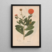 Reproduction of the painting Ectypa vegetabilium Pl079 - Christian Gottlieb Ludwig