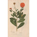 Reproduction of the painting Ectypa vegetabilium Pl079 - Christian Gottlieb Ludwig
