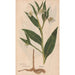 Ectypa vegetabilium Pl080 - Christian Gottlieb Ludwig — artwork view