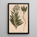 Reproduction of the painting Ectypa vegetabilium Pl081 - Christian Gottlieb Ludwig