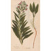 Reproduction of the painting Ectypa vegetabilium Pl081 - Christian Gottlieb Ludwig