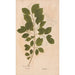 Ectypa vegetabilium Pl082 - Christian Gottlieb Ludwig — artwork view