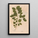 Ectypa vegetabilium Pl082 - Christian Gottlieb Ludwig — framed artwork on a wall