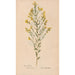 Reproduction of the painting Ectypa vegetabilium Pl084 - Christian Gottlieb Ludwig