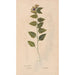 Ectypa vegetabilium Pl085 - Christian Gottlieb Ludwig — artwork view