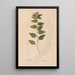 Ectypa vegetabilium Pl085 - Christian Gottlieb Ludwig — framed artwork on a wall