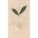 Ectypa vegetabilium Pl087 - Christian Gottlieb Ludwig — artwork view