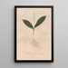 Ectypa vegetabilium Pl087 - Christian Gottlieb Ludwig — framed artwork on a wall