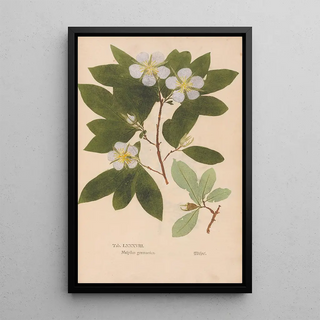 Christian Gottlieb Ludwig - Ectypa vegetabilium Pl088.webp