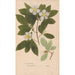 Reproduction of the painting Ectypa vegetabilium Pl088 - Christian Gottlieb Ludwig