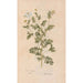 Ectypa vegetabilium Pl089 - Christian Gottlieb Ludwig — artwork view
