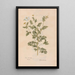 Ectypa vegetabilium Pl089 - Christian Gottlieb Ludwig — framed artwork on a wall