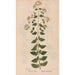 Reproduction of the painting Ectypa vegetabilium Pl090 - Christian Gottlieb Ludwig