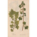 Ectypa vegetabilium Pl091 - Christian Gottlieb Ludwig — artwork view