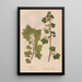 Ectypa vegetabilium Pl091 - Christian Gottlieb Ludwig — framed artwork on a wall