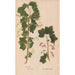 Reproduction of the painting Ectypa vegetabilium Pl092 - Christian Gottlieb Ludwig