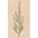 Ectypa vegetabilium Pl093 - Christian Gottlieb Ludwig — artwork view