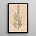 Ectypa vegetabilium Pl093 - Christian Gottlieb Ludwig — framed artwork on a wall