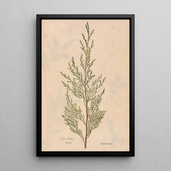 Ectypa vegetabilium Pl093 - Christian Gottlieb Ludwig — framed artwork on a wall
